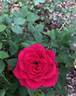 Fame! ™ rose photo