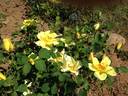 Carefree Sunshine rose photo