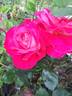 Luscious rose photo