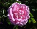 Arcadia rose photo