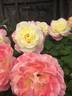 Summer Fashion rose photo