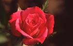 Kitty Hawk rose photo