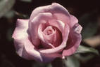Always a Lady rose photo