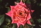 Anita Charles ™ rose photo