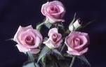 Jennifer rose photo