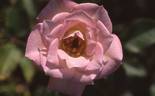 Jennifer rose photo