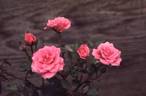 Judy Fischer rose photo