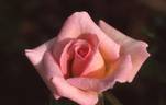 Mother's Love rose photo