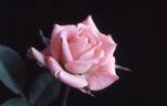 Peaches 'n' Cream rose photo