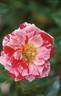 Pinstripe ™ rose photo