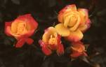 Rainbow's End ™ rose photo
