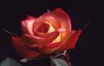Rose Window rose photo
