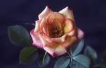 Rose Window rose photo
