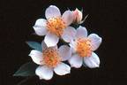 Simplex rose photo