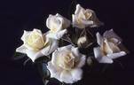 Snow Bride rose photo