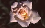 Tiffie rose photo