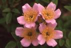 Tiny Tears rose photo