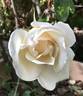 Belle Blanca rose photo