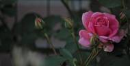Abernathy 085426 rose photo