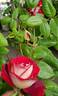 Bajazzo rose photo