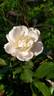 Apricot Bells rose photo