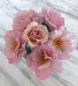 Couture Rose Tilia rose photo
