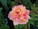 Apricot Queen rose photo