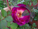 Cancan ™ rose photo