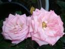 Mother's Love rose photo