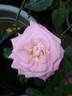 Mother's Love rose photo