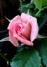 Mother's Love rose photo