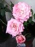 Mother's Love rose photo
