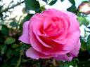 Romanze ® rose photo