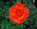Gingersnap rose photo