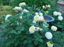 Allux Symphony rose photo