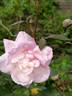 Apricot Bells rose photo