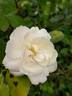 Apricot Bells rose photo