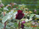 Charles Mallerin rose photo
