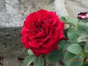 Charles Mallerin rose photo