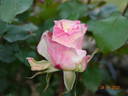 Rosa Mystica rose photo