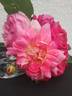 Henri Barruet rose photo