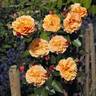 Arabia rose photo