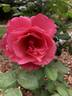 Fame! ™ rose photo