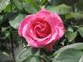 Princess Margaret of England, Cl. rose photo