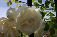 Kaiserin Auguste Viktoria, Cl. rose photo