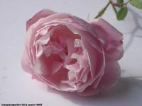 Fairy Queen rose photo