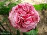 Madame Edmond Laporte rose photo