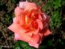 Kardinal Piffl rose photo