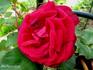 Monsieur A. Maillé rose photo
