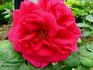 Les Rosati rose photo